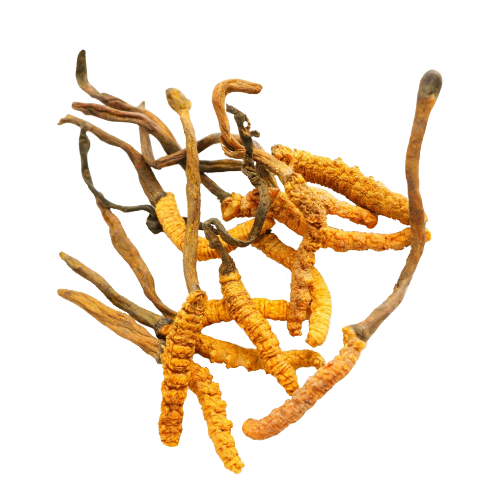Extract de cordyceps
