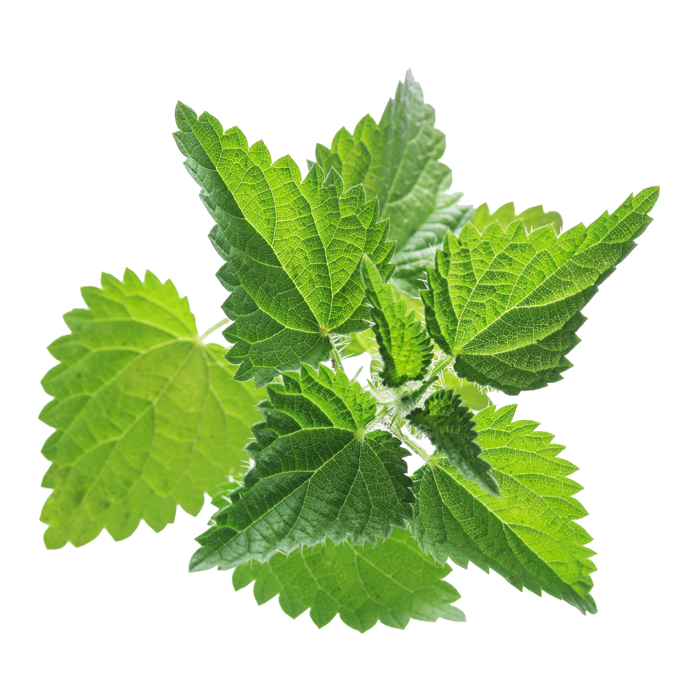 Extract de urzică mare